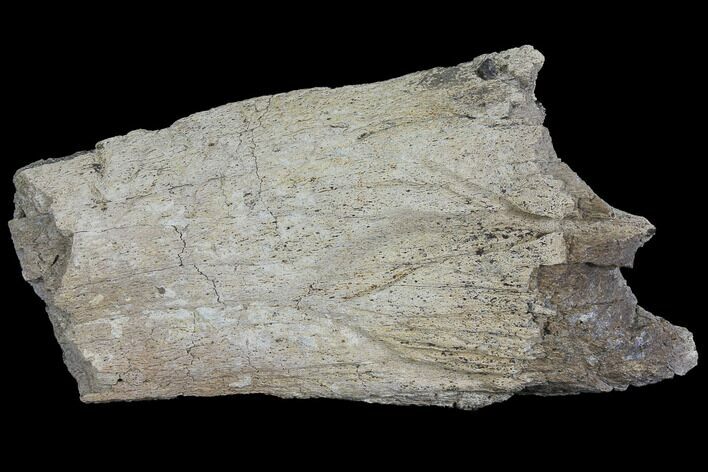 Triceratops Limb Bone Section - Montana #110606